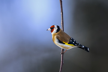 Image showing goldfinch, carduelis carduelis