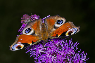 Image showing peacock, inachis io