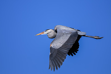 Image showing great blue heron, ardea herodias