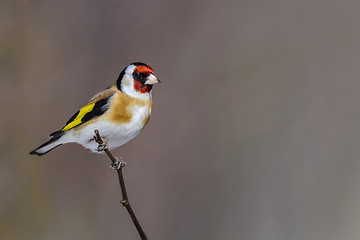 Image showing goldfinch, carduelis carduelis