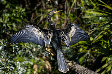 Image showing anhinga, anhinga anhinga, water turkey