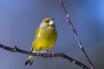 Image showing greenfinch, carduelis  cloris