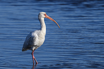 Image showing american white ibis, eudocimus albus