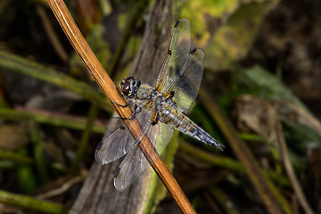 Image showing four-spotted chaser