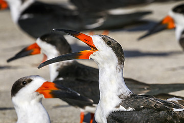 Image showing black skimmer, rynchops niger