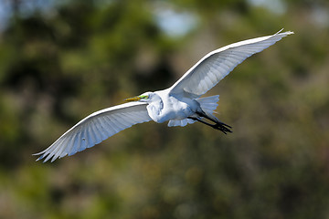 Image showing ardea alba, great egret