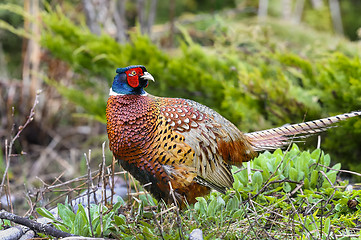 Image showing common pheasant, phasianus colchicus