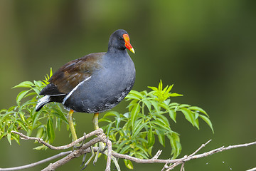 Image showing common moorhen,  gallinula chloropus