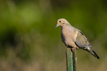 Image showing mourning dove, zenaida macroura