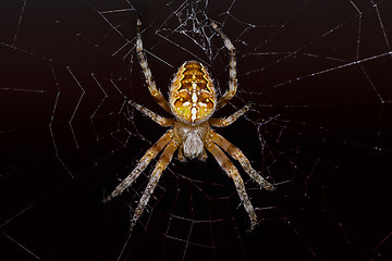 Image showing araneus diadematus