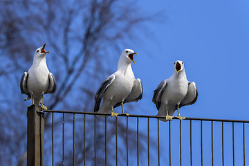 Image showing common gull,  larus canus