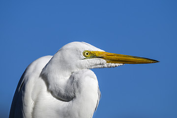 Image showing ardea alba, great egret