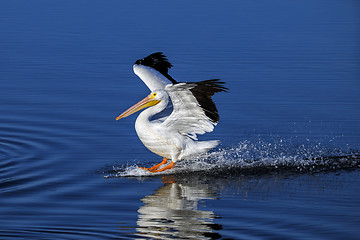 Image showing american white pelican, pelecanus erythrorhynchos