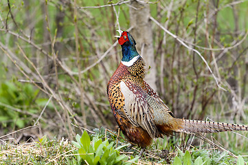 Image showing common pheasant, phasianus colchicus