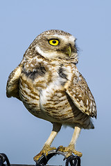 Image showing athene cunicularia, burrowing owl