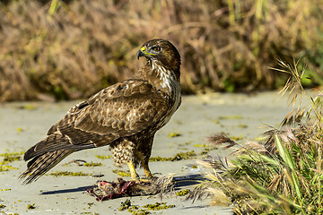 Image showing ferruginous hawk, don edwards nwr, ca