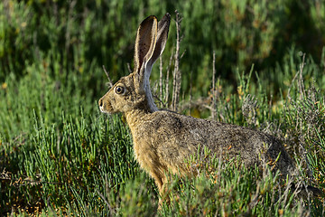 Image showing black-tailed jackrabbit, don edwards nwr, ca