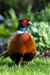 Image showing common pheasant, phasianus colchicus