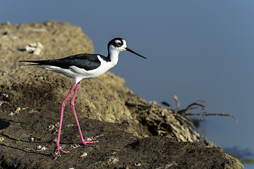 Image showing black-necked stilt, don edwards nwr, ca