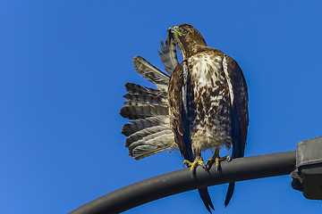 Image showing ferruginous hawk, don edwards nwr, ca