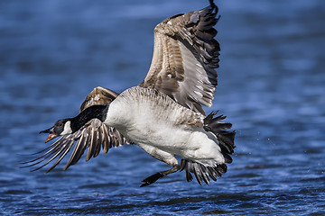 Image showing canada goose, branta canadensis