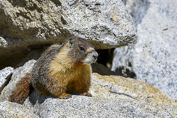 Image showing yellow-bellied marmot, yosemite national park, california