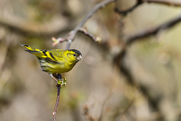 Image showing eurasian siskin, carduelis spinus