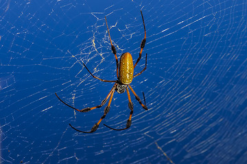 Image showing golden orb-web spider, nephila clavipes