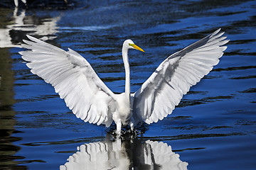 Image showing ardea alba, great egret