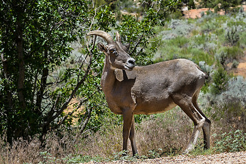 Image showing bighorn sheep