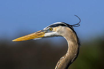 Image showing great blue heron, ardea herodias