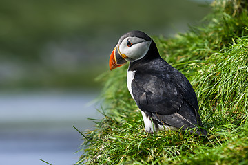 Image showing atlantic puffin, fratercula arctica