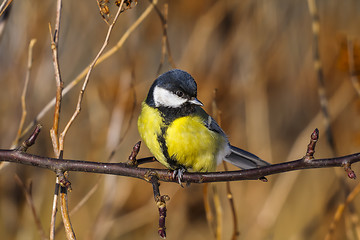 Image showing great tit, parus major