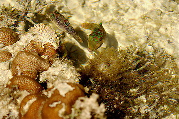 Image showing Coral fishes on lagoone