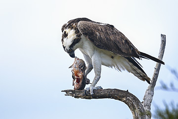 Image showing osprey, pandion haliaetus