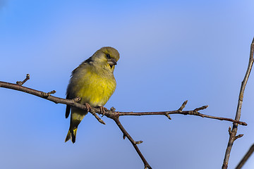 Image showing greenfinch, carduelis  cloris