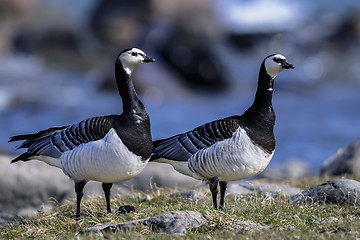 Image showing barnacle goose, branta leucopsis