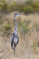 Image showing great blue heron, ardea herodias, california