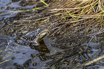 Image showing rana temporaria, common frog