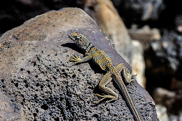 Image showing great basin collared lizard, crotaphytus bicinctores, death vall