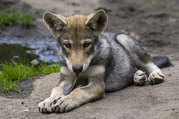 Image showing wolf, canis lupus