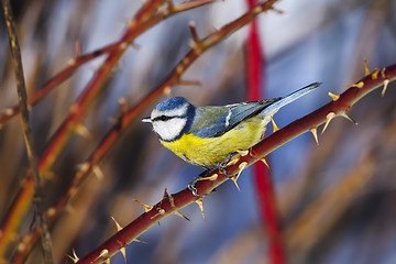 Image showing blue tit, parus caeruleus