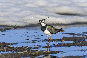 Image showing vanellus vanellus, northern lapwing