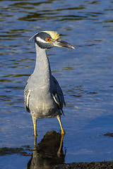 Image showing nycticorax violaceus, yellow-crowned night heron