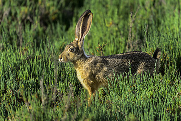 Image showing black-tailed jackrabbit, don edwards nwr, ca