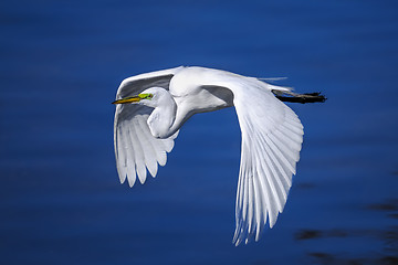 Image showing ardea alba, great egret