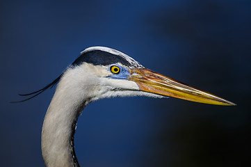 Image showing great blue heron, ardea herodias