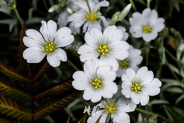 Image showing snow-in-summer,  cerastium tomentosum