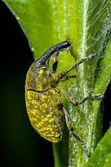 Image showing larinus sturnus, weevil