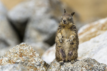 Image showing california ground squirrel, spermophilus beecheyi
